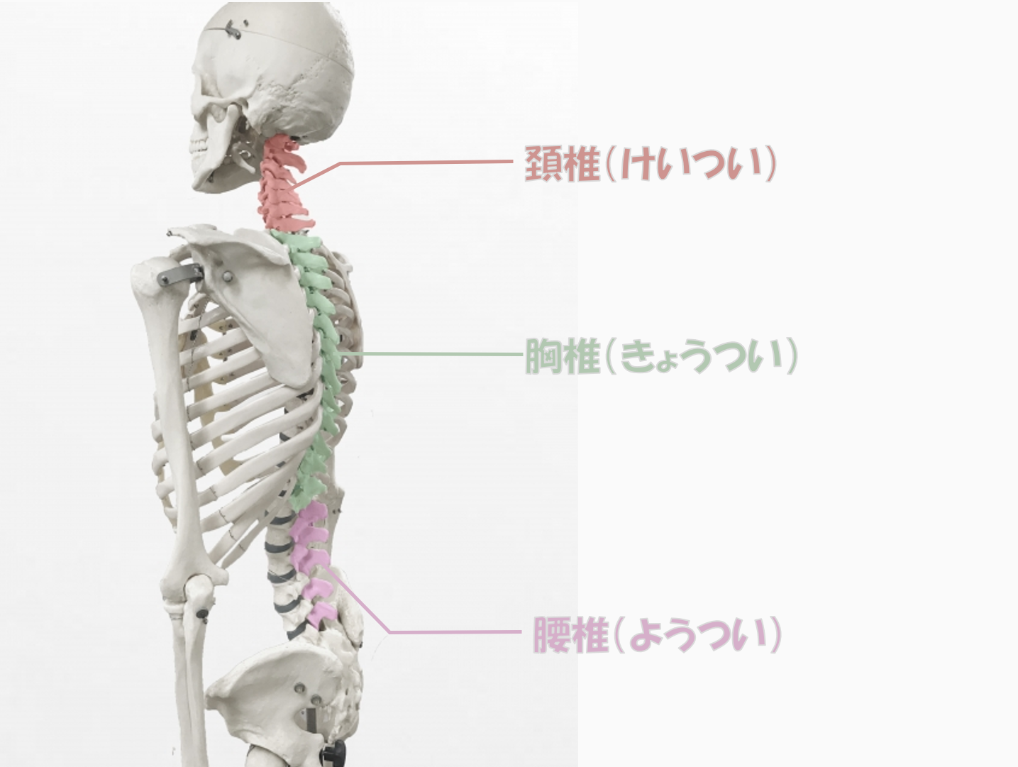 脊椎説明図