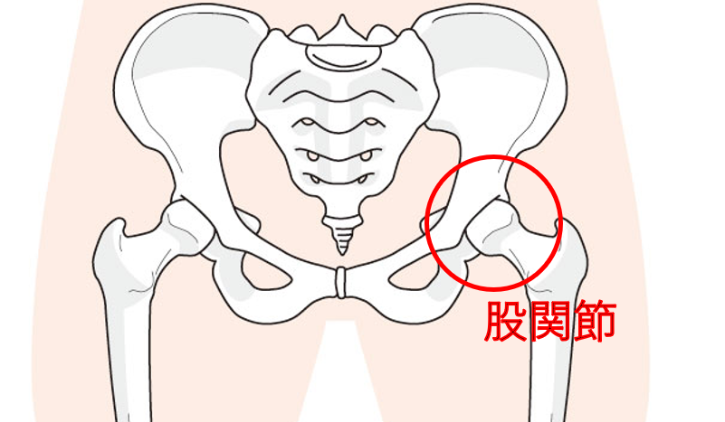 股関節