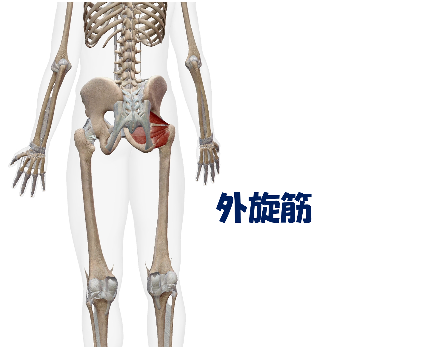 外旋筋