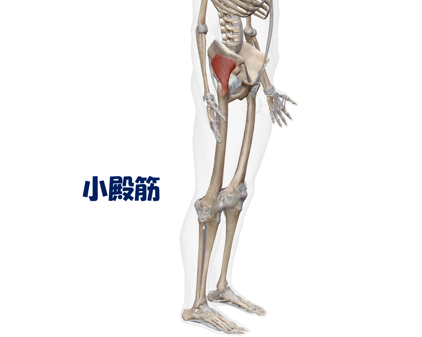 小殿筋