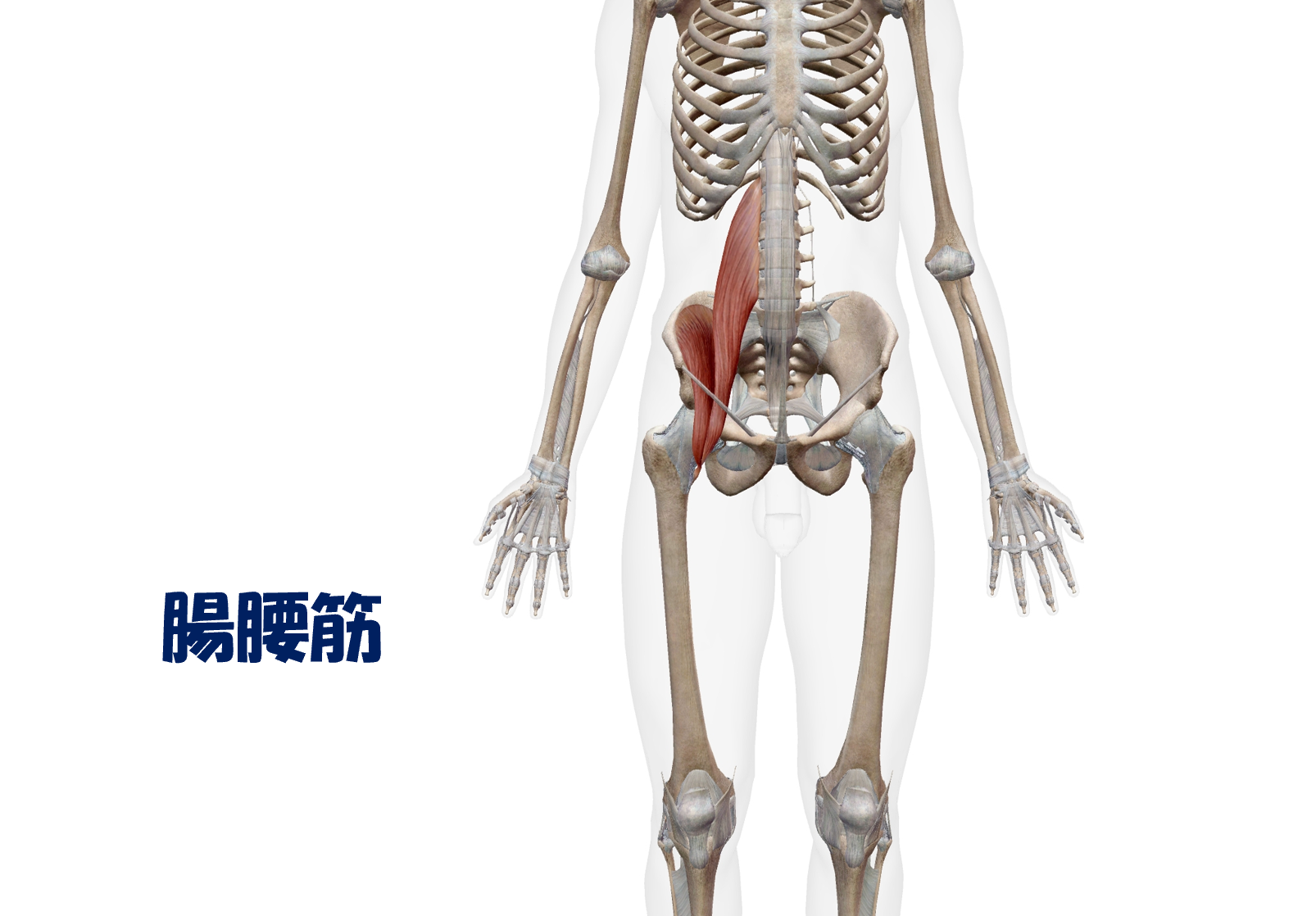 腸腰筋