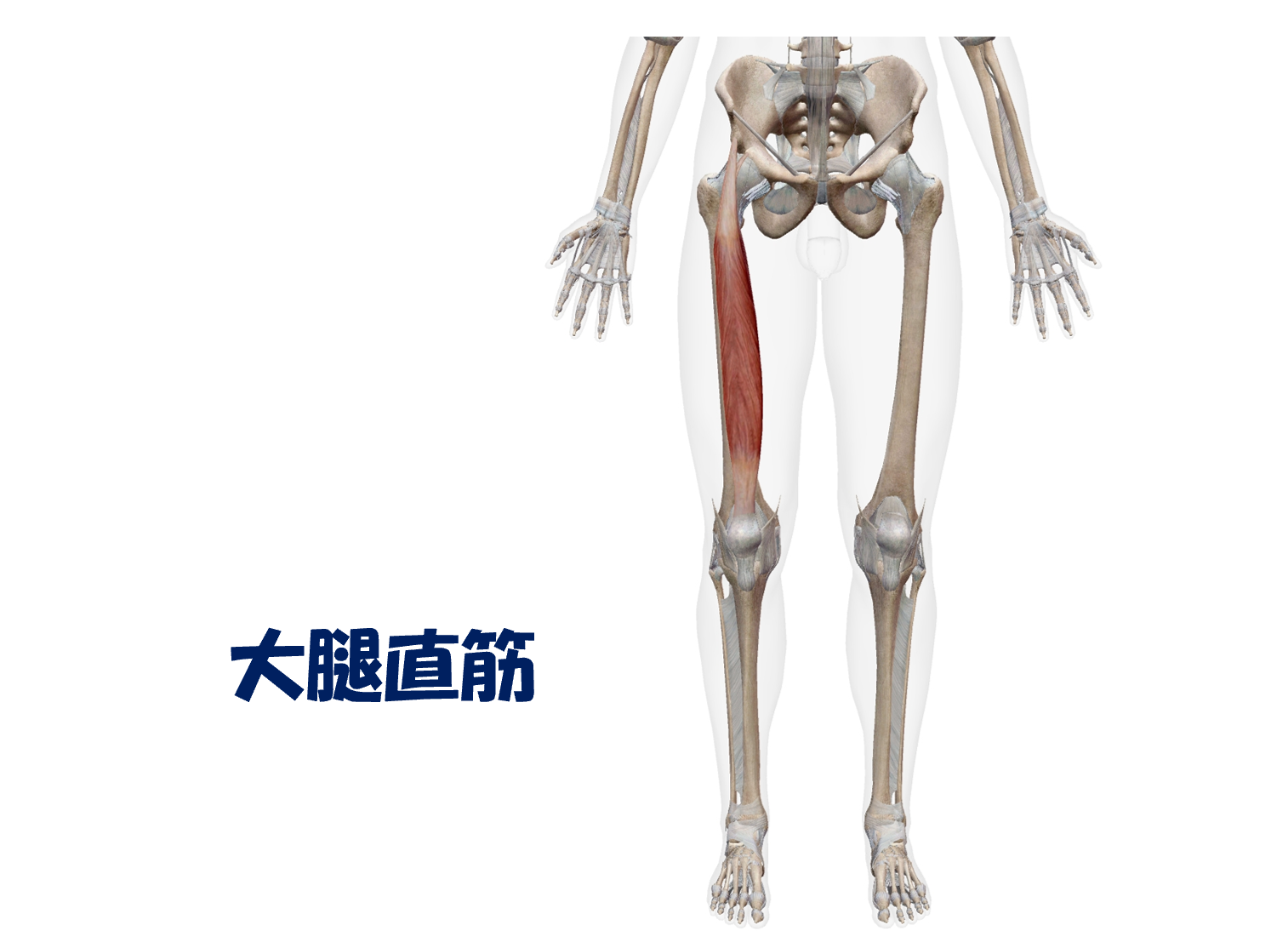 大腿直筋