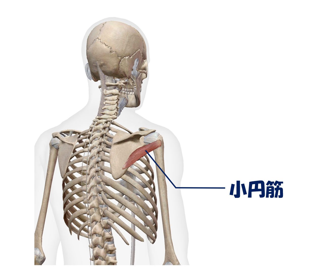 小円筋