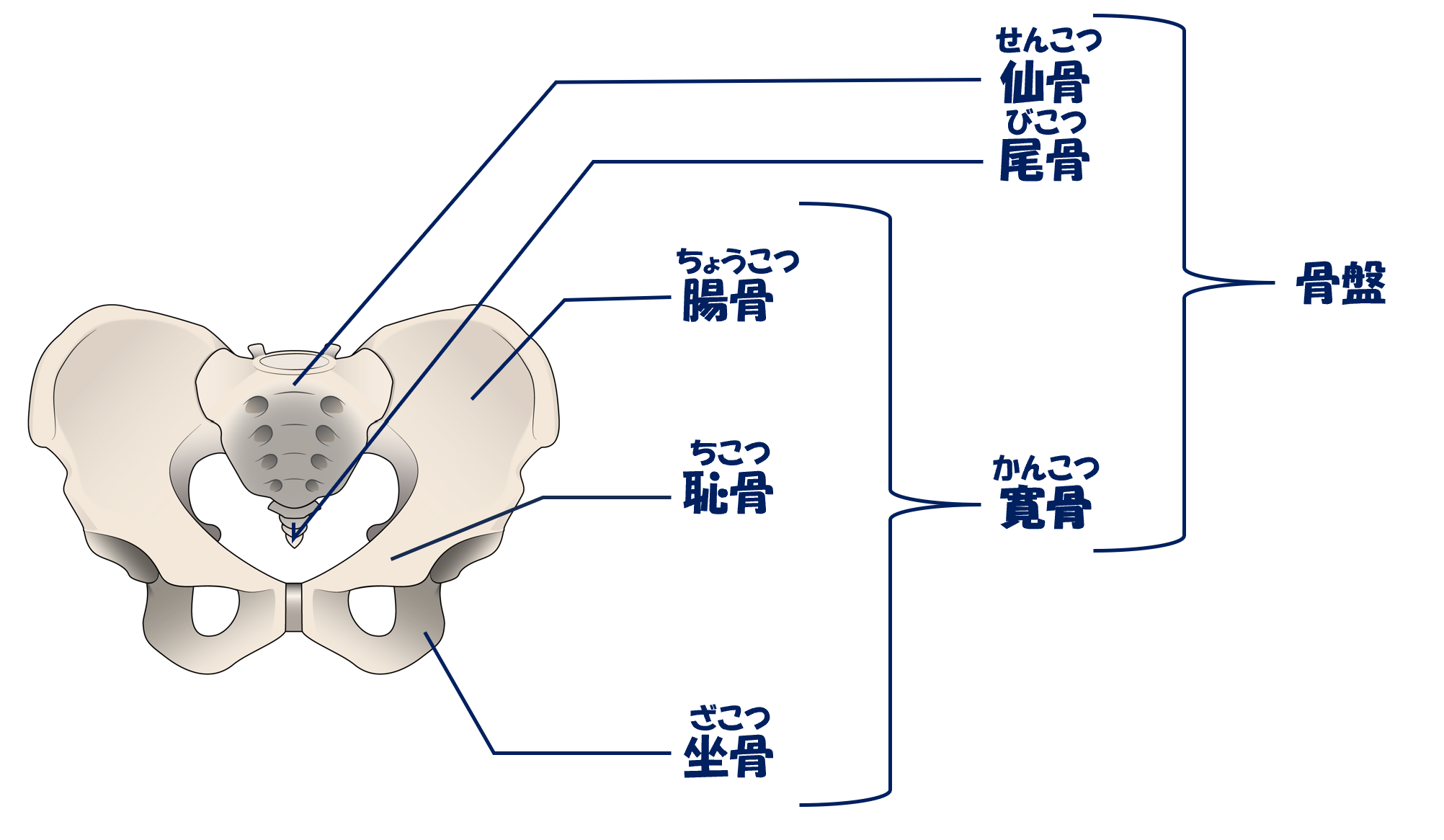 骨盤イラスト