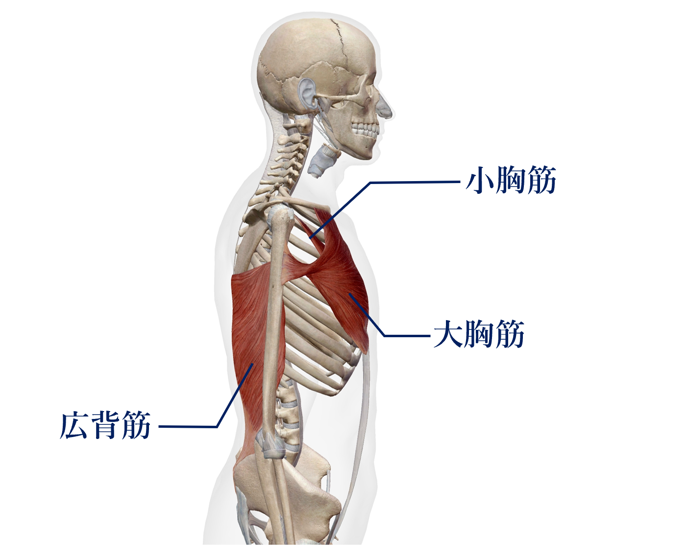 広背筋・小胸筋・大胸筋