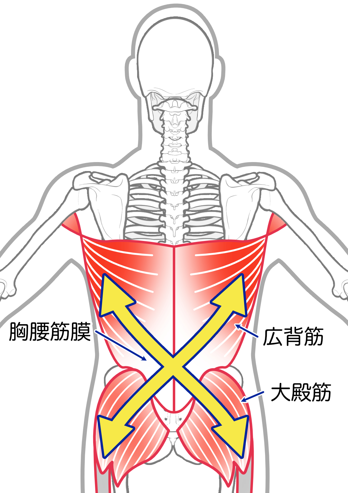 広背筋と大殿筋