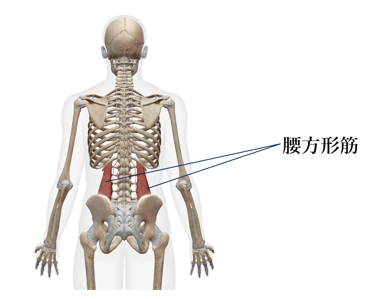 腰方形筋