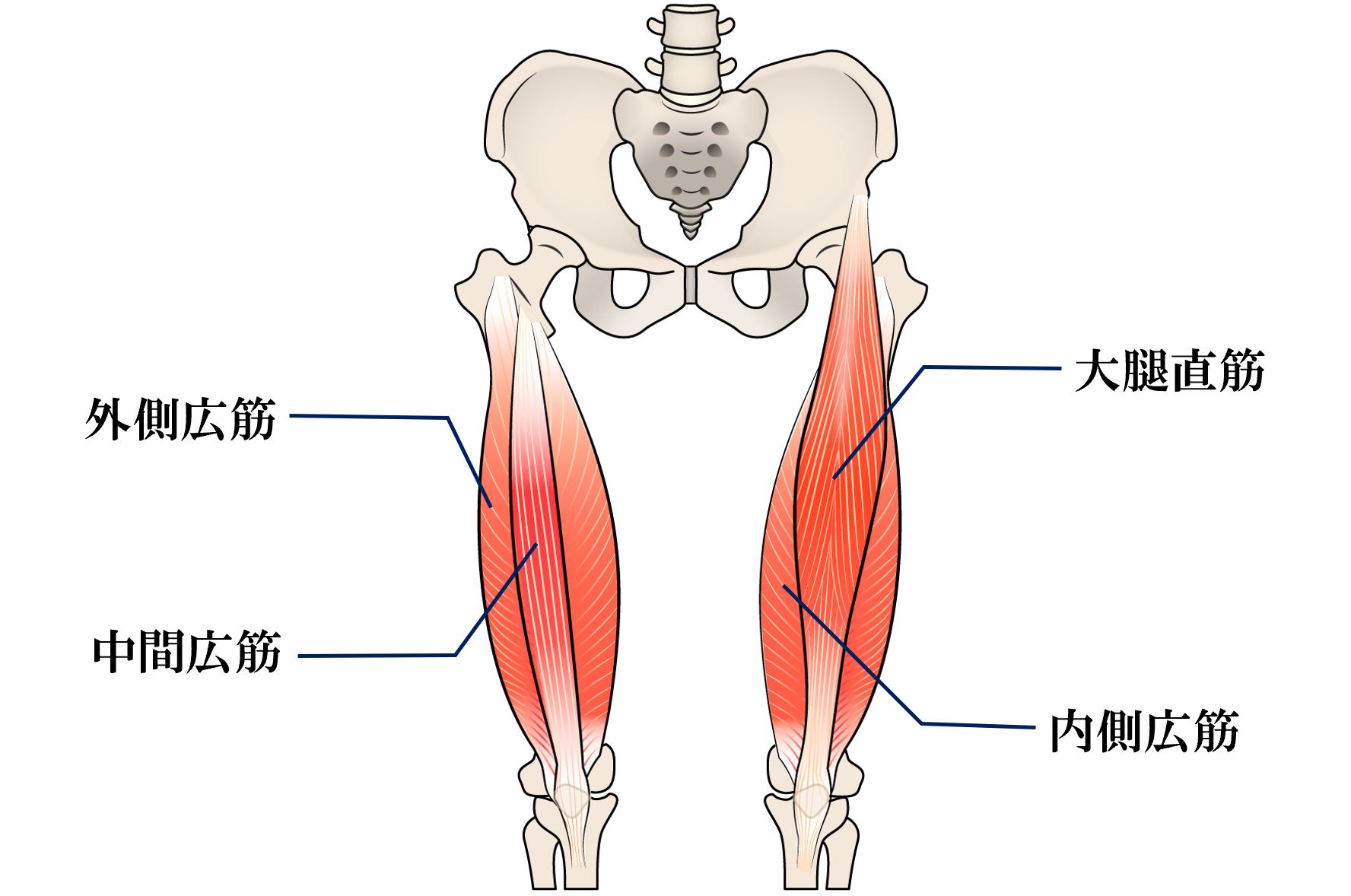 大腿四頭筋