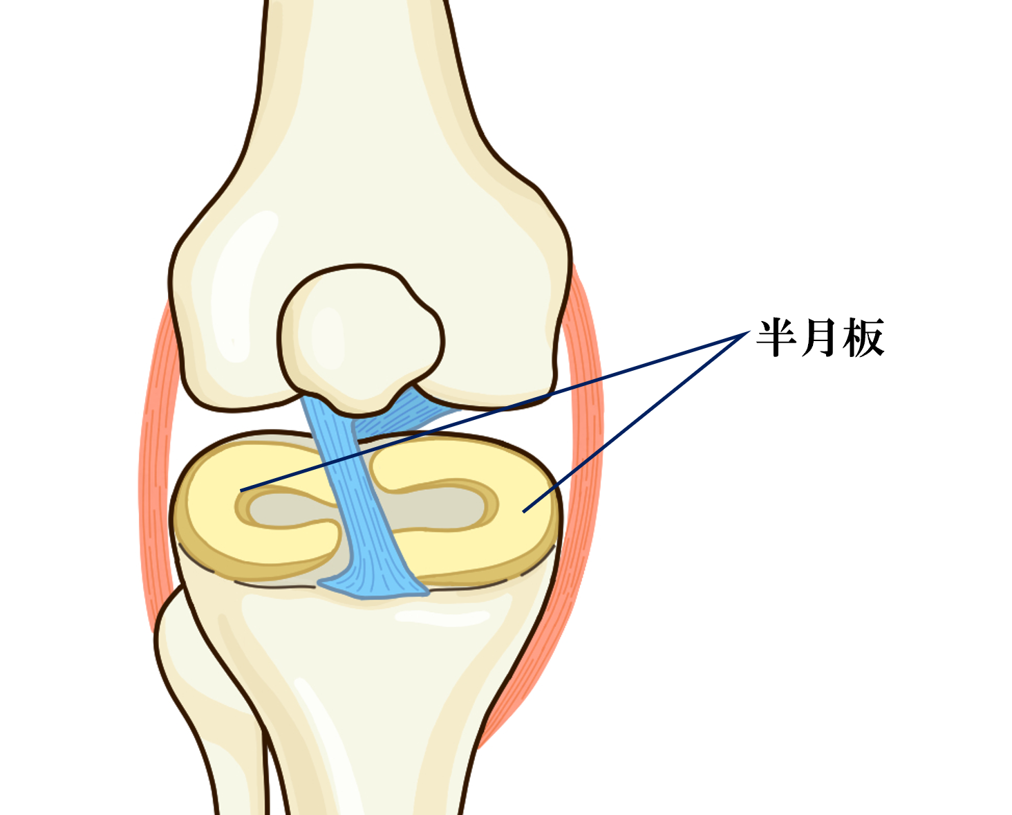 半月板図
