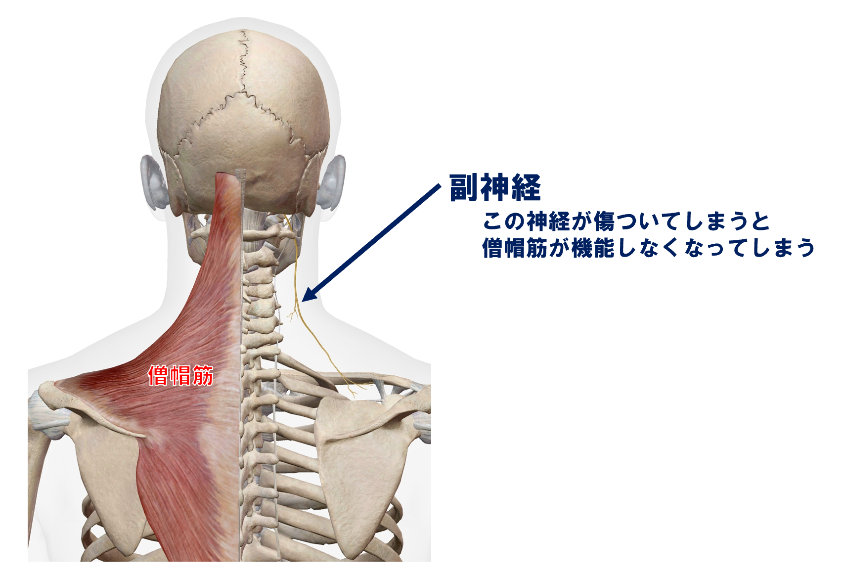 僧帽筋と副神経